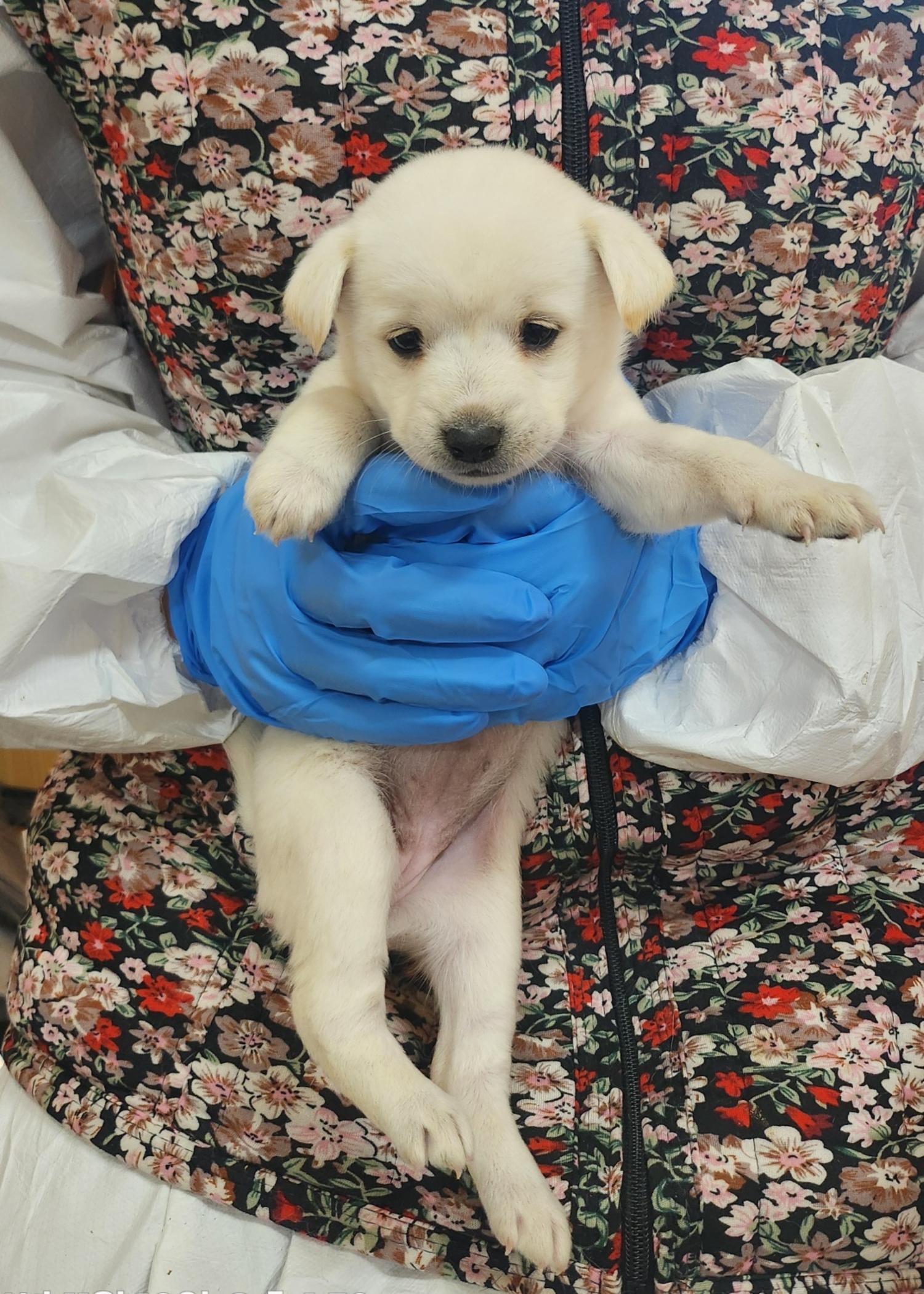 울산유기동물보호센터_431373202401869